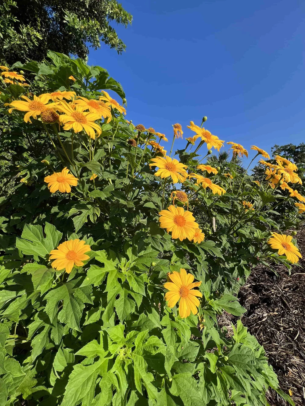 Tithonia Diversifolia SunFlower seeds for Planting Shade Tolerant Heirloom & GMO Free Seeds for Home Garden