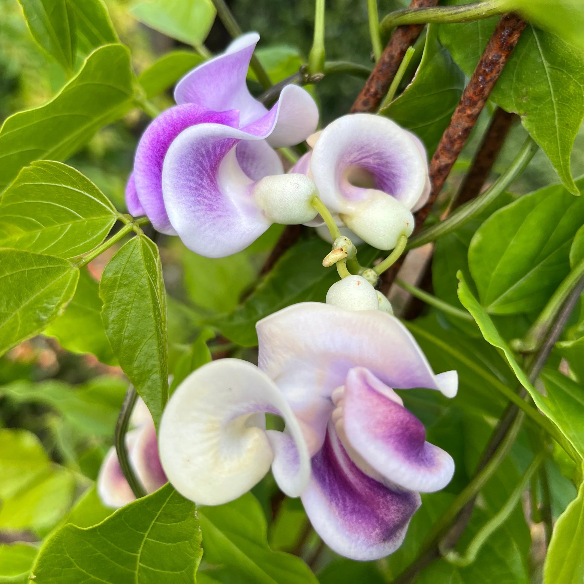 Vigna Caracalla Flower Seeds For Planting