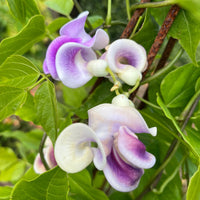 Vigna Caracalla Flower Seeds For Planting