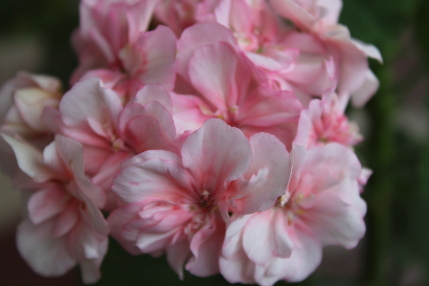 Pink Geranium Perennial Flower Seeds for Planting Wildflower Mix Heirloom & GMO Free Seeds for Home Garden
 
 Sale