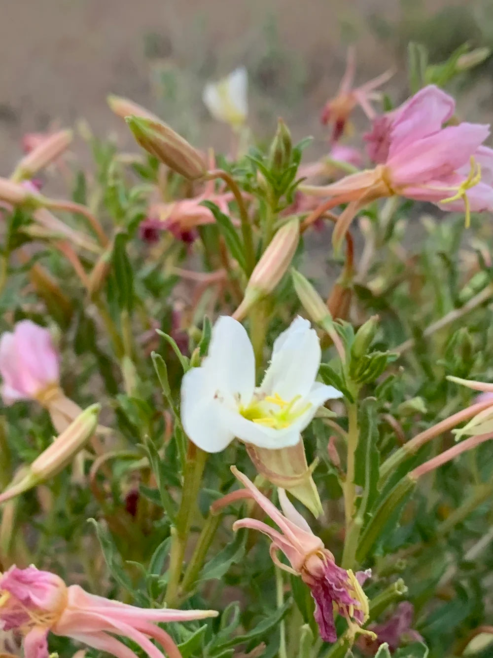 White Evening Primrose Flower Seeds for Planting - Seed for Captivating Nighttime Floral Beauty