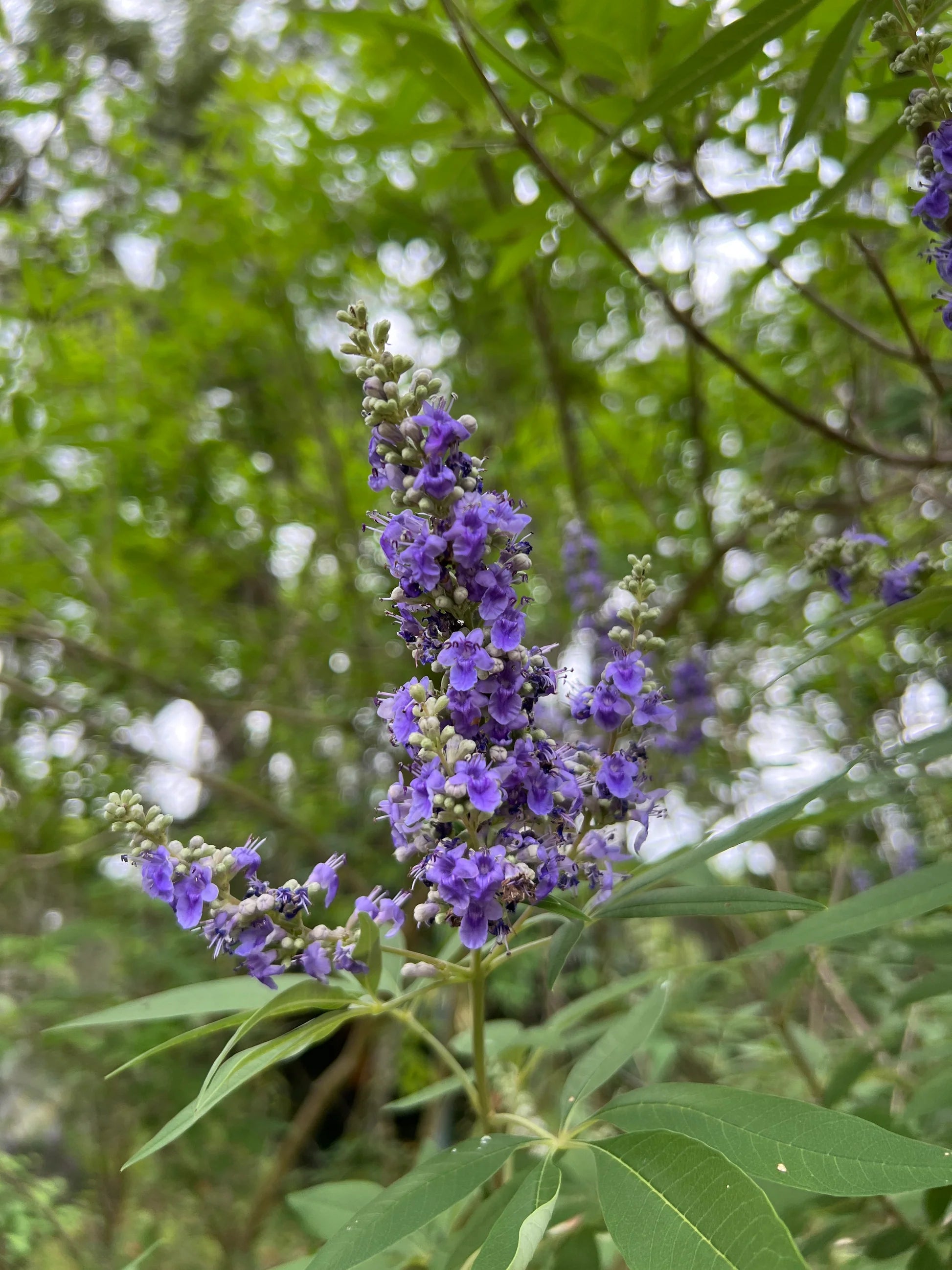 Purple Vitex Angus Castus Flower seeds for Planting - Drought Tolerant, Heirloom & GMO Free Seeds for Home Garden