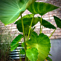 Colocasia Elephant Ear Flower seeds for Planting, Vibrant Colors Heirloom & GMO Free Seeds for Home Garden   Sale