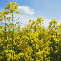 Yellow Rape Flower Seeds for Planting  Brighten Your Garden