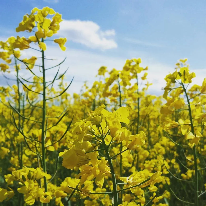Yellow Rape Flower Seeds for Planting  Brighten Your Garden