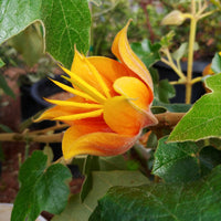 Orange Chiranthodendron Flower seeds for Planting Colorful Display Heirloom & GMO Free Seeds for Home Garden 
 
 Sale