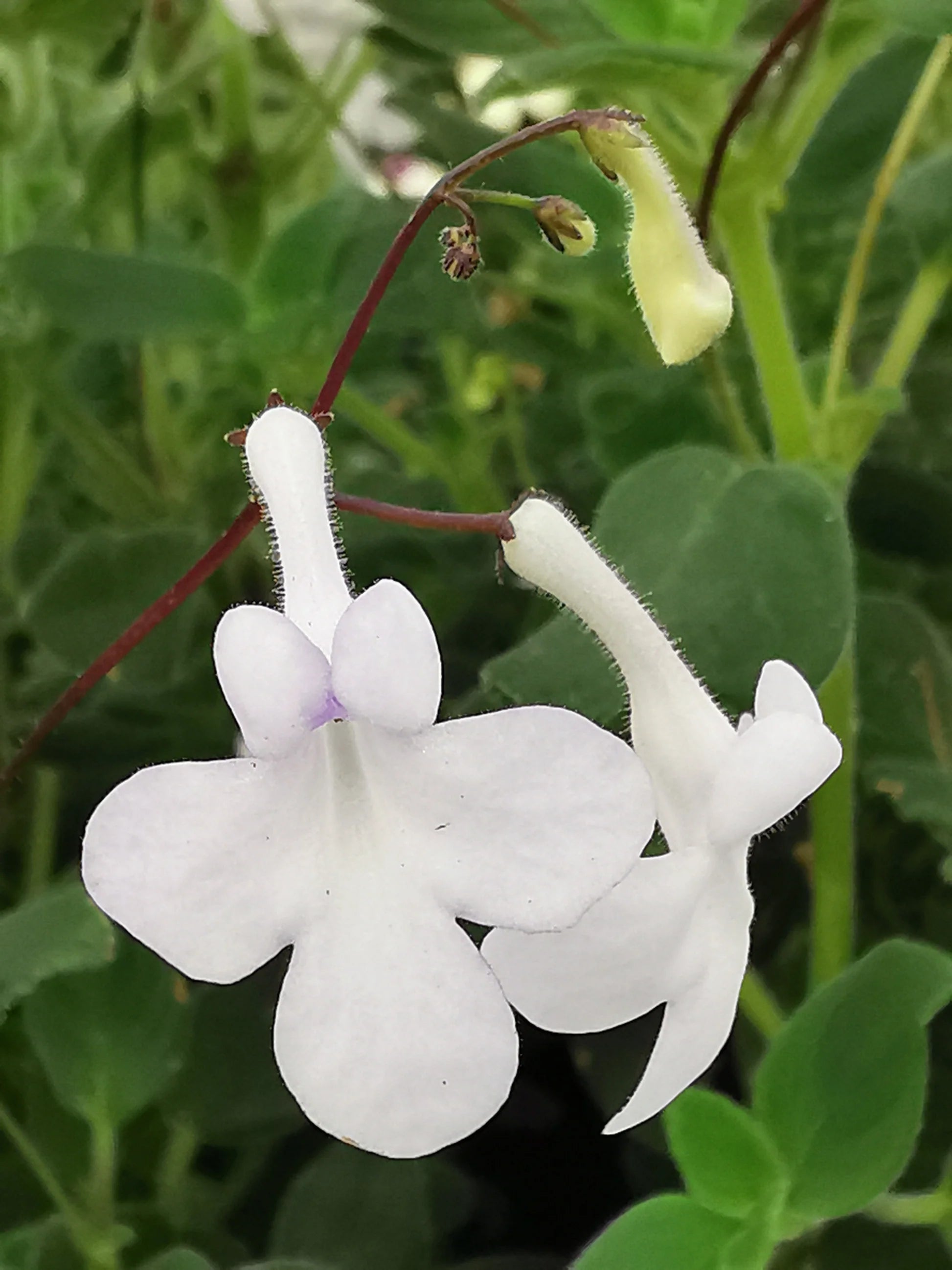 Streptocarpus Flower seeds for Planting Easy to Grow Heirloom & GMO Free Seeds for Home Garden 
 
 Sale