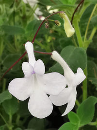 Streptocarpus Flower seeds for Planting Easy to Grow Heirloom & GMO Free Seeds for Home Garden 
 
 Sale
