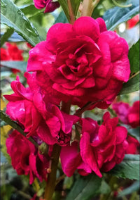 Pink Balsam Camellia Flower seeds for Planting - Low Maintenance, Heirloom & GMO Free Seeds for Home Garden