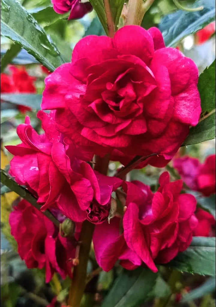 Pink Balsam Camellia Flower seeds for Planting - Low Maintenance, Heirloom & GMO Free Seeds for Home Garden