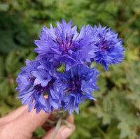 Cornflower Flower seeds for Planting - Easy to Grow, Heirloom & GMO Free Seeds for Home Garden