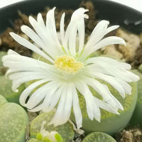 Lithops Succulent Flower seeds for Planting - Sun Loving, Heirloom & GMO Free Seeds for Home Garden