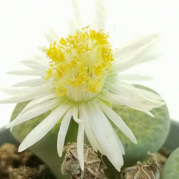 Lithops Succulent Flower seeds for Planting - Sun Loving, Heirloom & GMO Free Seeds for Home Garden