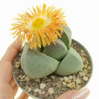 Succulent Flower seeds for Planting Sun Loving Heirloom & GMO Free Seeds for Home Garden