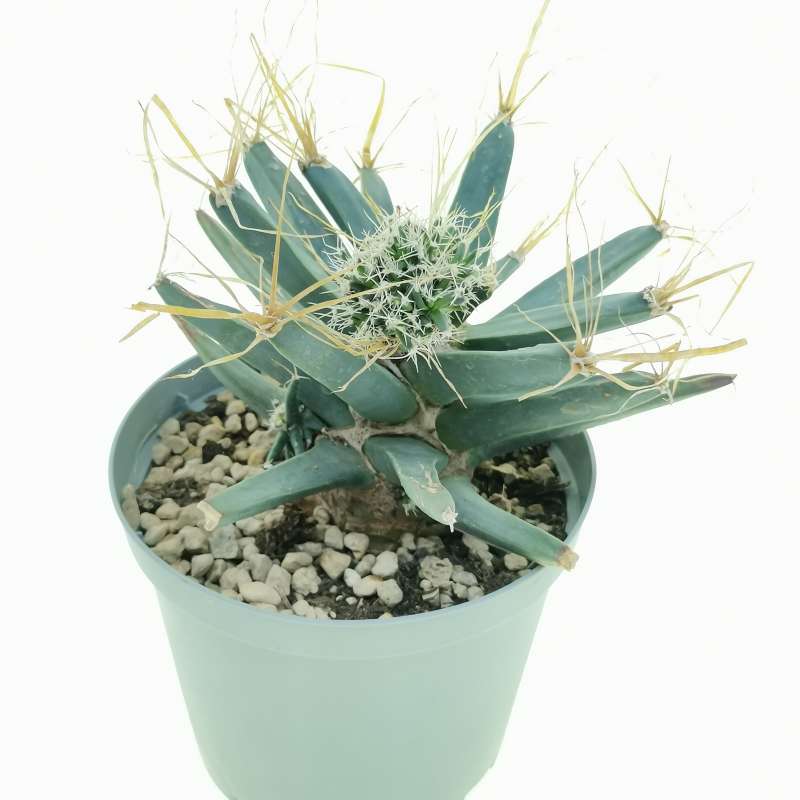 Green Leuchtenbergia Flower seeds for Planting - Long Bloom Season, Heirloom & GMO Free Seeds for Home Garden