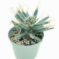 Green Leuchtenbergia Flower seeds for Planting - Long Bloom Season, Heirloom & GMO Free Seeds for Home Garden