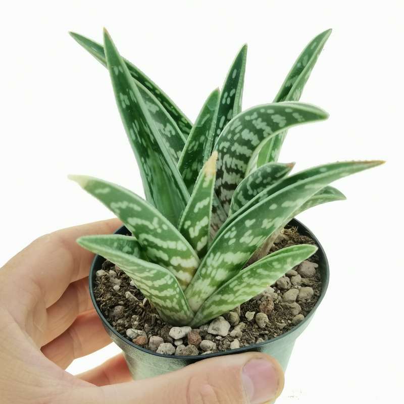 Green Aloe Variegata for Planting - Vibrant Colors, Heirloom & GMO Free Seeds for Home Garden