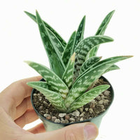 Green Aloe Variegata for Planting - Vibrant Colors, Heirloom & GMO Free Seeds for Home Garden