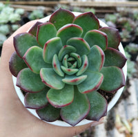 Green Succulent Flower Seeds for Planting – Shade Tolerant Heirloom & NonGMO Seeds for Home Garden
 
 Sale