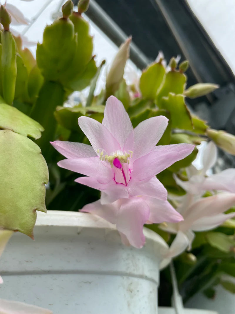 Light Pink Zygocactus Truncatus Flower seeds for Planting Premium Quality Heirloom & GMO Free Seeds for Home Garden 
 
 Sale