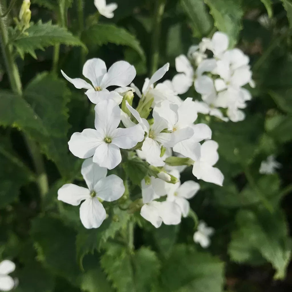 Lunaria Annua Variegata Money Flower seeds for Planting - Premium Quality, Heirloom & GMO Free Seeds for Home Garden