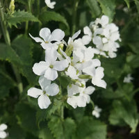 Lunaria Annua Variegata Money Flower seeds for Planting - Premium Quality, Heirloom & GMO Free Seeds for Home Garden
