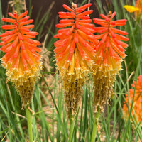 Red Kniphofia Flower seeds for Planting - Easy to Grow, Heirloom & GMO Free Seeds for Home Garden