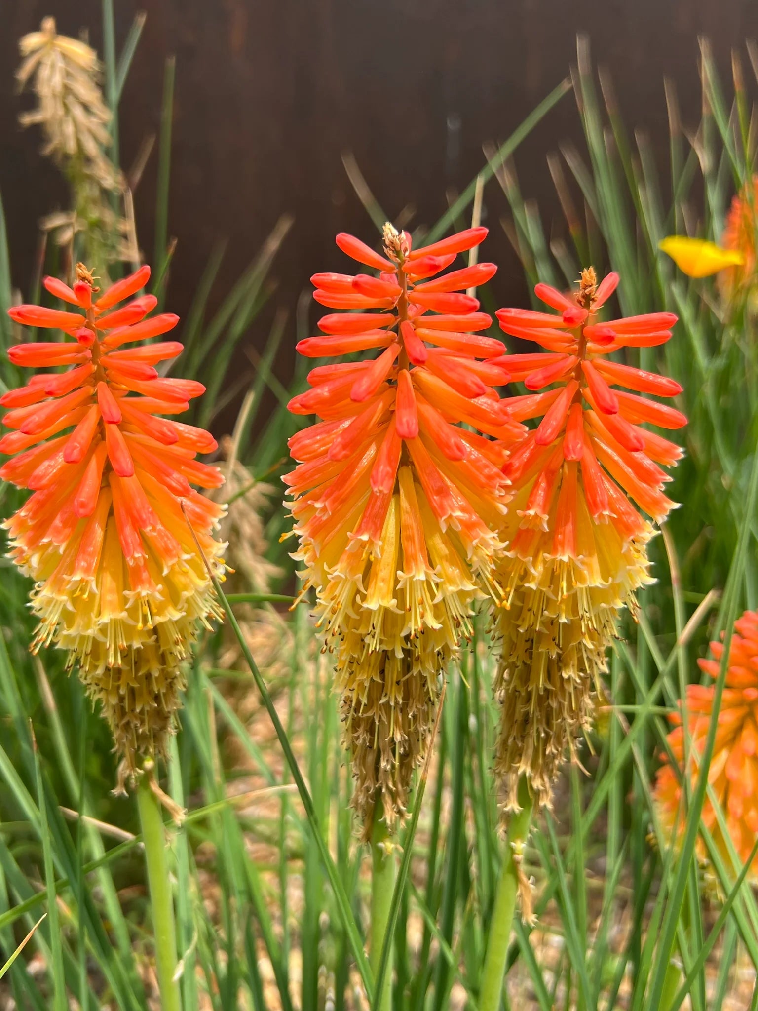 Kniphofia Uvaria Flower seeds for Planting Perfect for Borders Heirloom & GMO Free Seeds for Home Garden 
 
 Sale