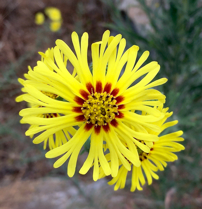 Yellow Madia Elegans Flower Seeds Planting