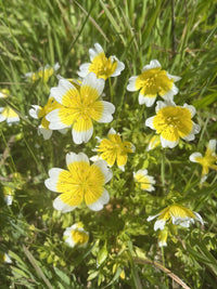 Yellow White Limnanthes Douglasii Flower seeds for Planting - Drought Tolerant, Heirloom & GMO Free Seeds for Home Garden