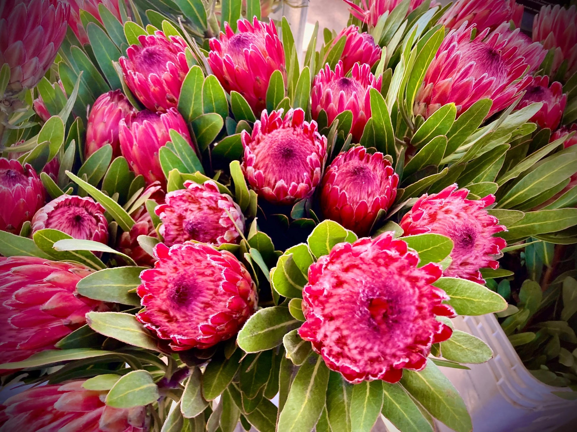Protea Flower Planting Seeds for Vibrant Gardens