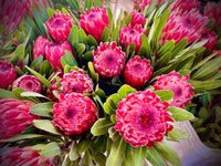 Protea Flower Planting Seeds for Vibrant Gardens