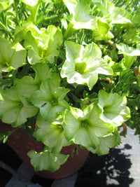 Green Petunia Flower seeds for Planting Premium Quality Heirloom & GMO Free Seeds for Home Garden