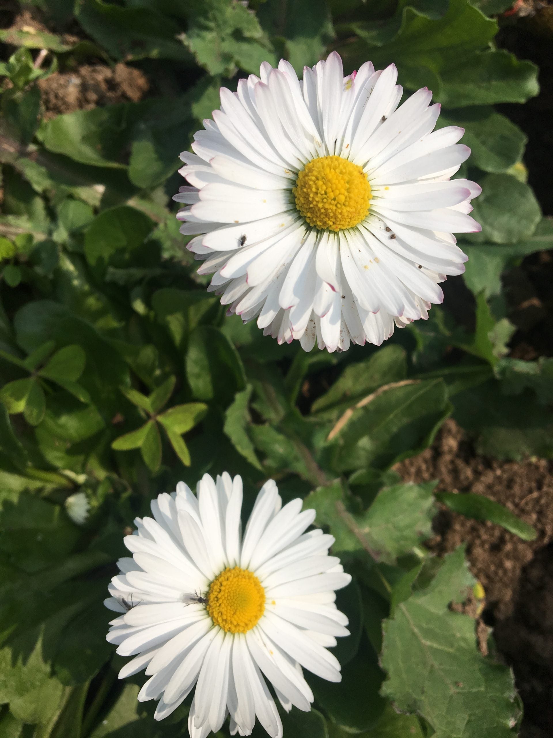 White Bellis Flower Planting for Charming Gardens - Seeds for Lush Blossoms