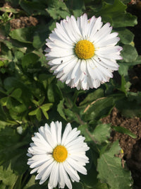 White Bellis Flower Planting for Charming Gardens - Seeds for Lush Blossoms