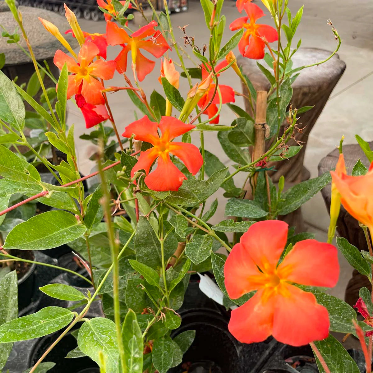Mandevilla Orange Flower Seeds for Vibrant Garden Planting