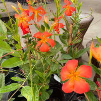Mandevilla Orange Flower Seeds for Vibrant Garden Planting