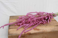 Heirloom Suworowii Flower seeds for Planting Low Maintenance Heirloom & GMO Free Seeds for Home Garden