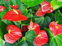 Anthurium flower seeds - Flower seeds for Planting - Easy to Grow, Heirloom & GMO Free Seeds for Home Garden