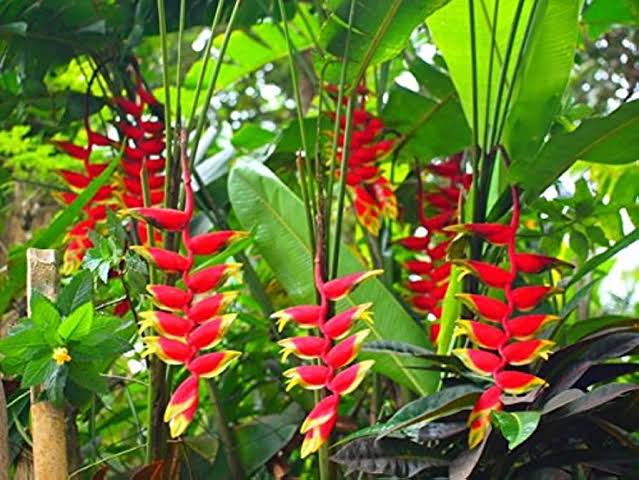 False Bird of Paradise Flower seeds for Planting Colorful Display Heirloom & GMO Free Seeds for Home Garden