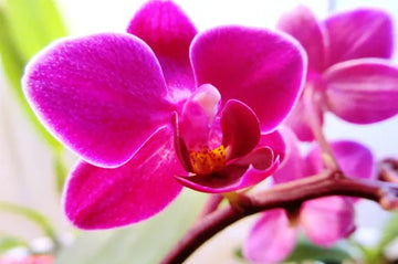 Butterfly Orchids Flower Seeds Pink Planting