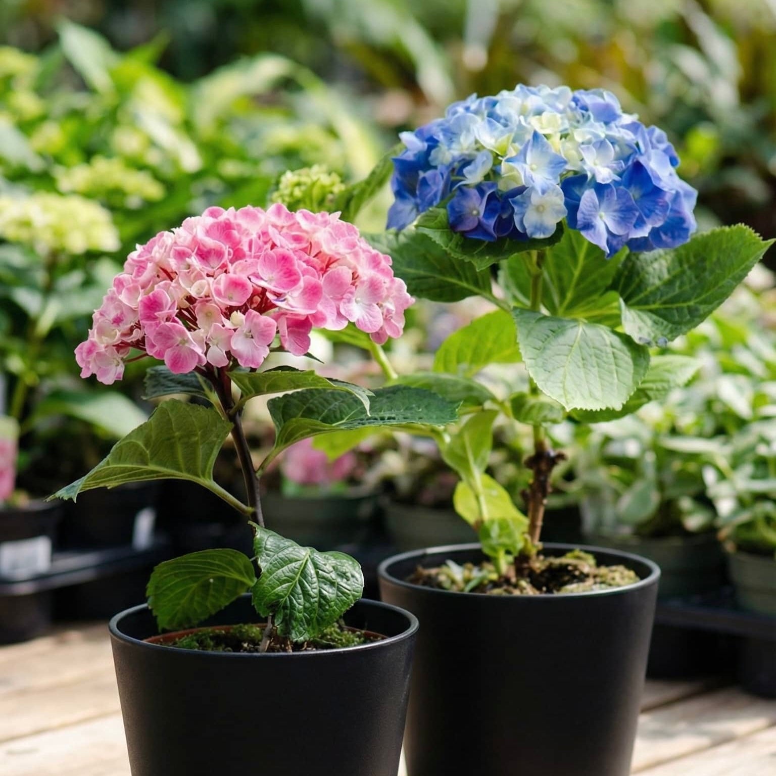 Hydrangea Seeds, Bonsai Hydrangea for Home Garden