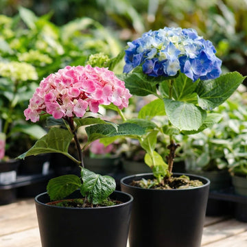 Hydrangea Seeds, Bonsai Hydrangea for Home Garden