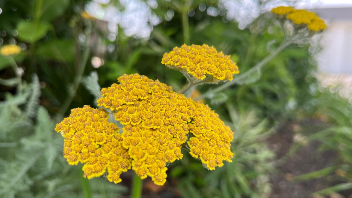 Yellow Yarrow Flower seeds for Planting - Seasonal Bloomer, Heirloom & GMO Free Seeds for Home Garden