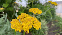 Yellow Yarrow Flower seeds for Planting - Seasonal Bloomer, Heirloom & GMO Free Seeds for Home Garden