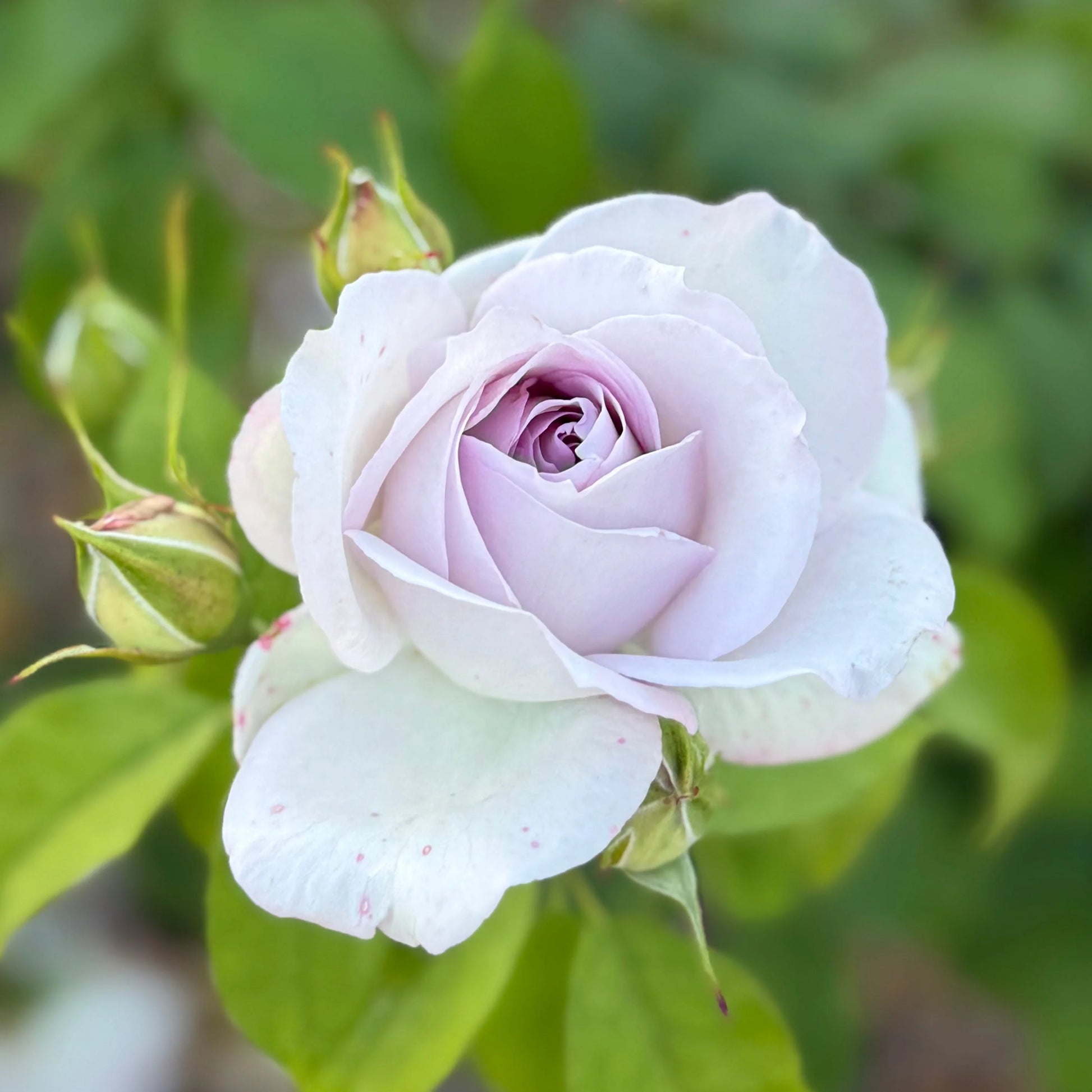 Sterling Silver Rose Flower seeds for Planting Sun Loving Heirloom & GMO Free Seeds for Home Garden