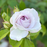 Sterling Silver Rose Flower seeds for Planting Sun Loving Heirloom & GMO Free Seeds for Home Garden