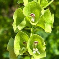 Bells Flower seeds for Planting - Compact Growth, Heirloom & GMO Free Seeds for Home Garden