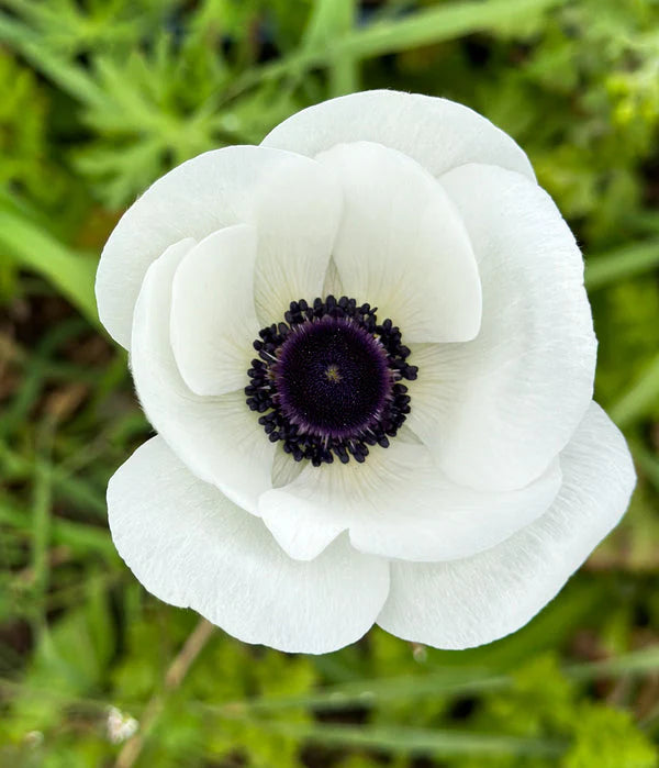 Anemone Flower seeds for Planting Drought Tolerant Heirloom & GMO Free Seeds for Home Garden 
 
 Sale