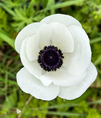 Anemone Flower seeds for Planting Drought Tolerant Heirloom & GMO Free Seeds for Home Garden 
 
 Sale